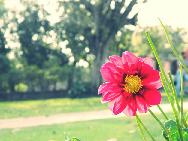 Foto close-up di un fiore rosa che fiorisce in giardino