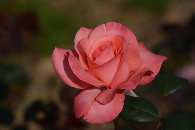 Close-up of pink flower blooming in garden