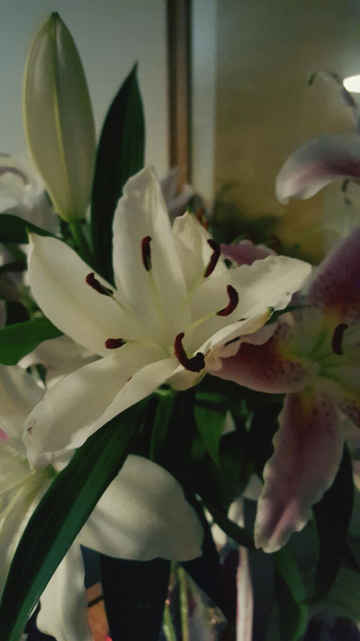 Photo 庭でいているピンクの花のクローズアップ