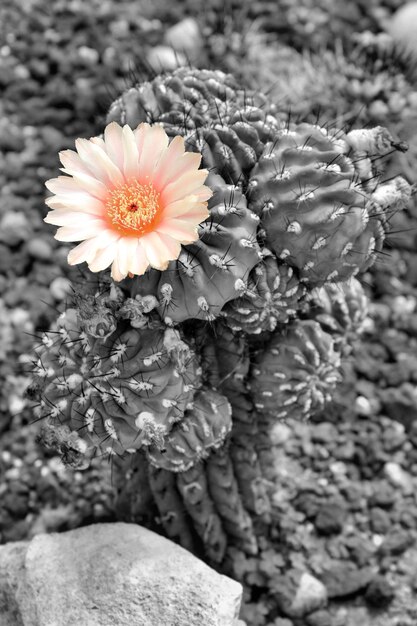 Photo close-up of pink flower blooming in garden