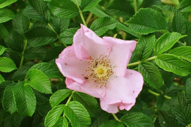 Close-up of pink flower blooming outdoors