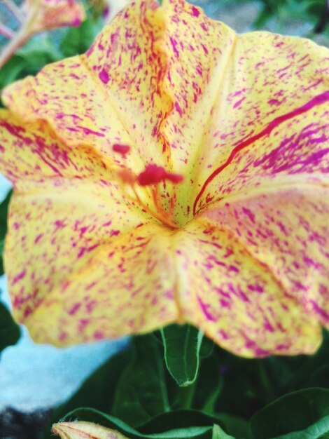 Foto close-up di un fiore rosa che fiorisce all'aperto