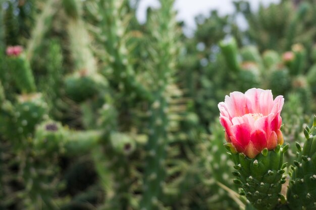 Close-up of pink flower blooming outdoors