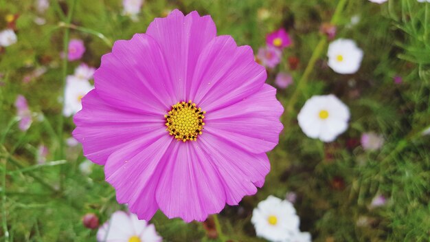 Close-up of pink flower blooming outdoors