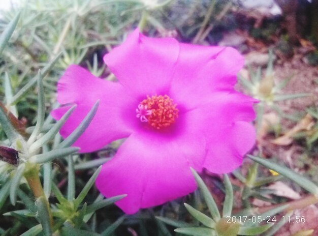 Close-up of pink flower blooming outdoors