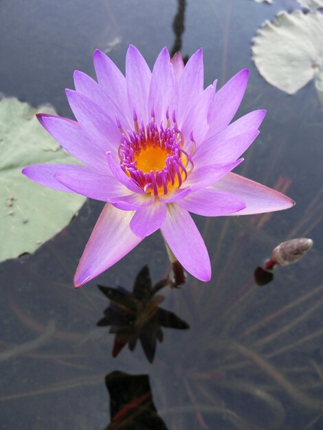 Close-up of pink flower blooming outdoors