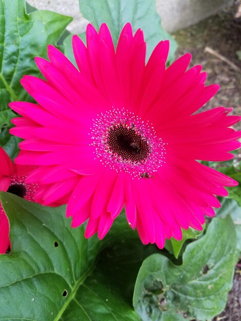 Close-up of pink flower blooming outdoors