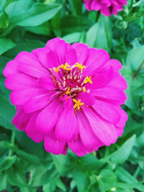 Close-up of pink flower blooming outdoors