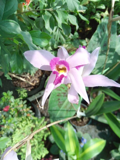 Close-up of pink flower blooming outdoors