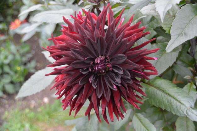 Close-up of pink flower blooming outdoors