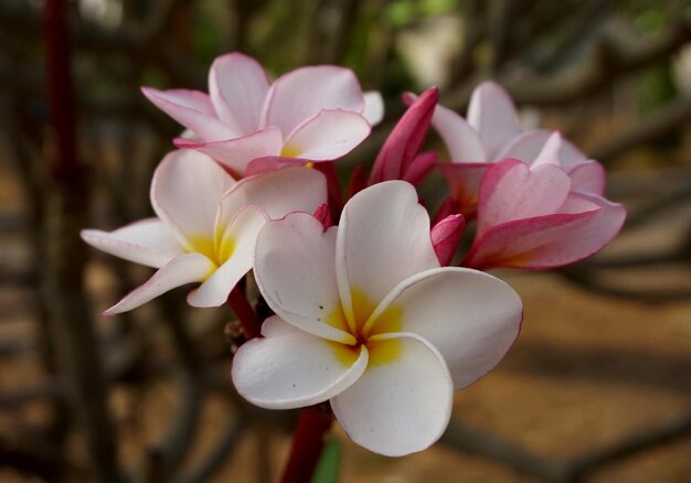 Close-up of pink flower blooming outdoors