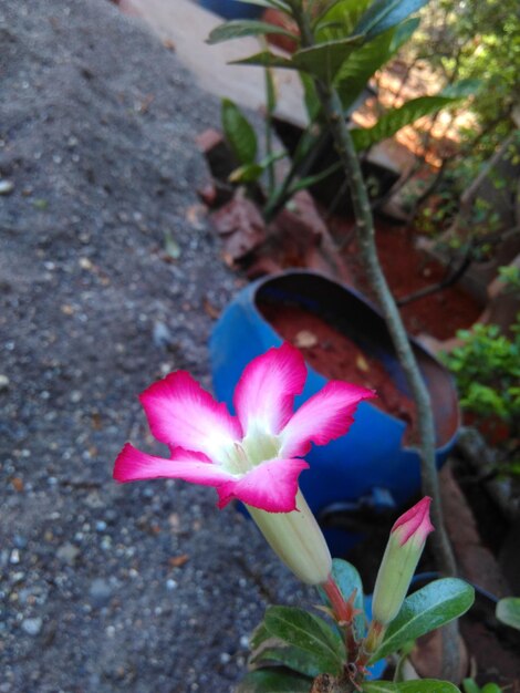 Close-up of pink flower blooming outdoors