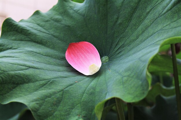 Close-up of pink flower blooming outdoors