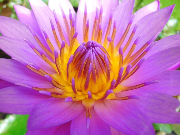 Close-up of pink flower blooming outdoors