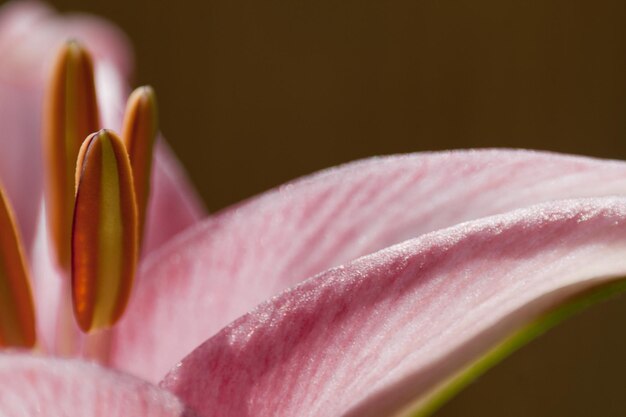 Photo close-up of pink flower blooming outdoors