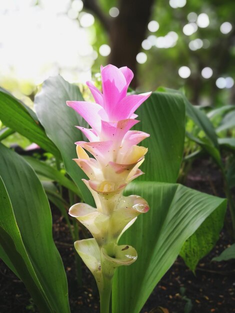 Close-up of pink flower blooming outdoors