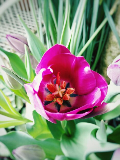 Close-up of pink flower blooming outdoors