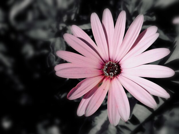 Foto close-up di un fiore rosa in fiore all'aperto