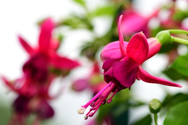 Close-up of pink flower blooming outdoors