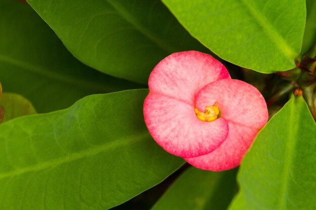 Close-up of pink flower blooming outdoors