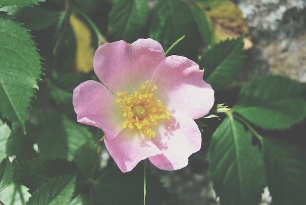 Photo close-up of pink flower blooming outdoors