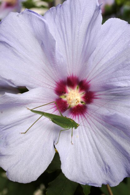 Close-up of pink flower blooming outdoors