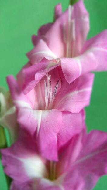 Close-up of pink flower blooming outdoors