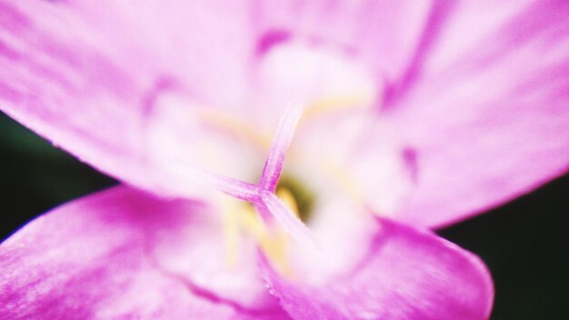 Close-up of pink flower blooming outdoors