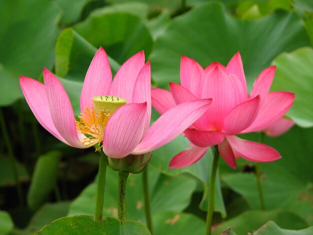 Close-up of pink flower blooming outdoors