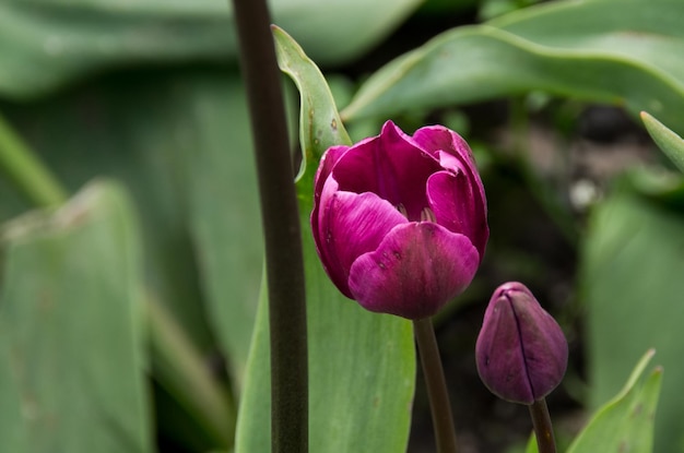 Close-up of pink flower blooming outdoors