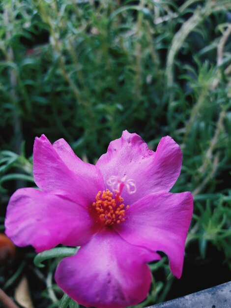 Close-up of pink flower blooming outdoors