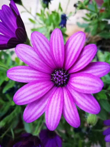 Close-up of pink flower blooming outdoors