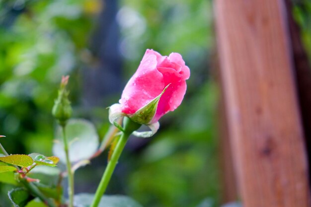 Foto close-up di un fiore rosa in fiore all'aperto