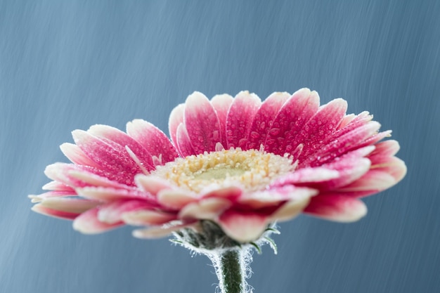 露天で ⁇ いているピンクの花のクローズアップ