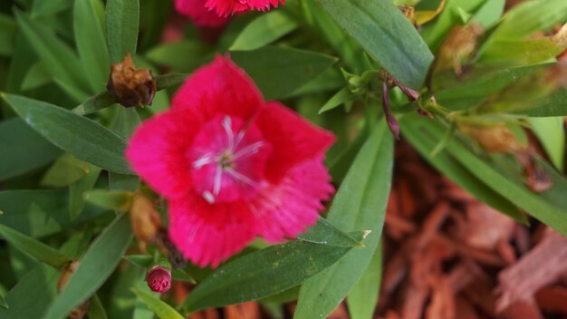 Close-up of pink flower blooming outdoors