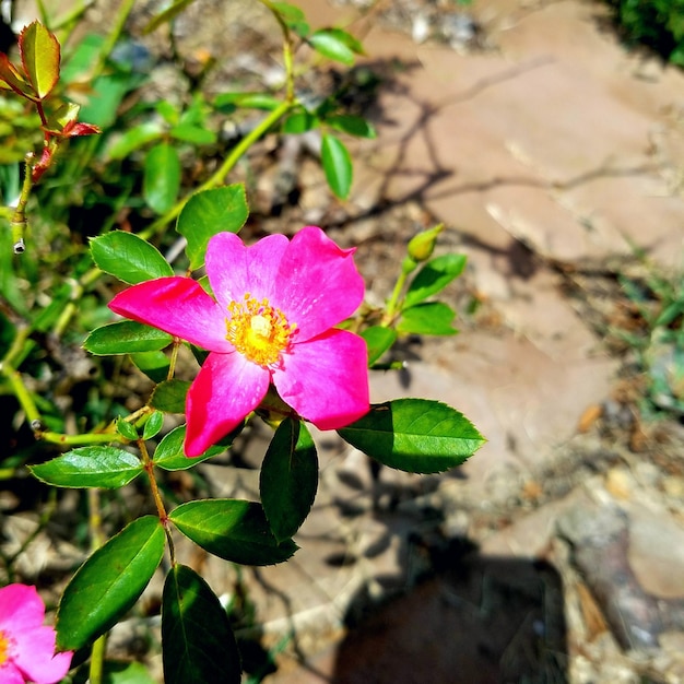 外でいているピンクの花のクローズアップ