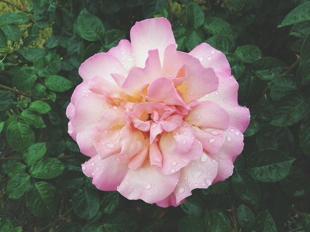 Foto close-up di un fiore rosa in fiore all'aperto