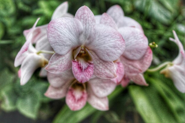 Photo close-up of pink flower blooming outdoors