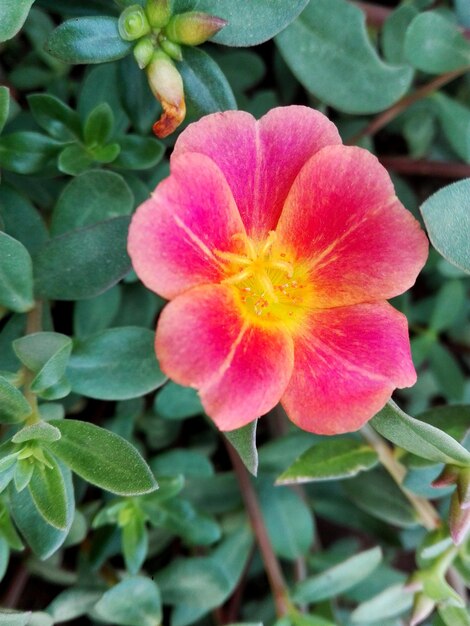 Close-up of pink flower blooming outdoors