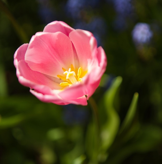 Foto close-up di un fiore rosa in fiore all'aperto