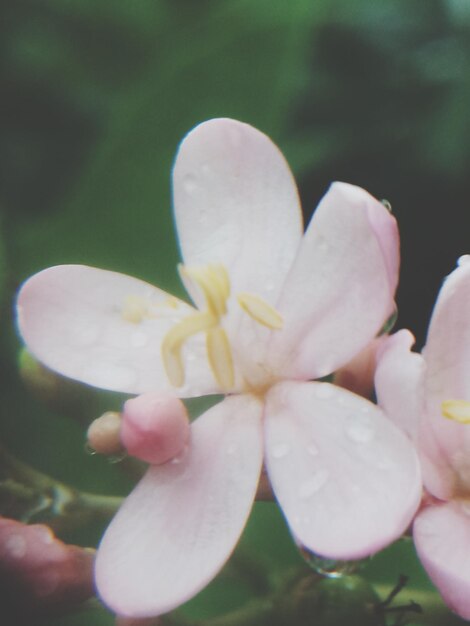 Photo close-up of pink flower blooming outdoors