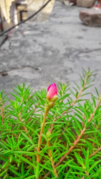 Close-up of pink flower blooming outdoors