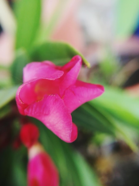 Close-up of pink flower blooming outdoors