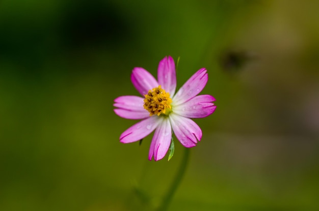 露天で ⁇ いているピンクの花のクローズアップ