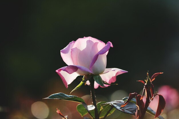 Close-up of pink flower blooming outdoors