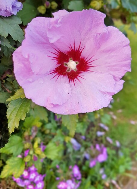 Close-up of pink flower blooming outdoors