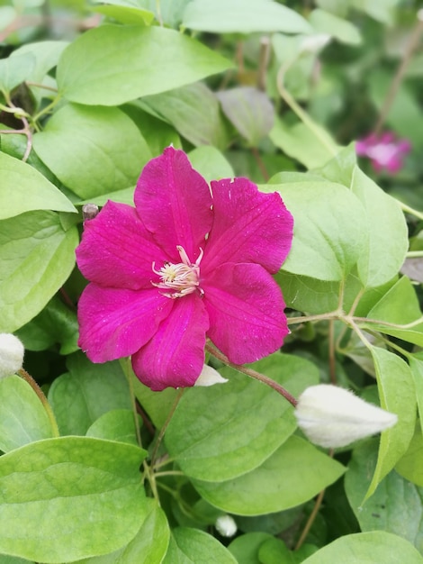 Close-up of pink flower blooming outdoors