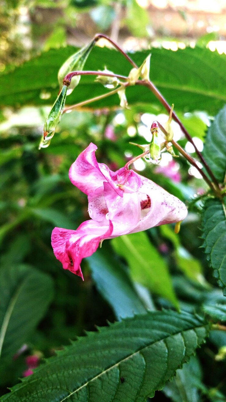 Photo close-up of pink flower blooming outdoors