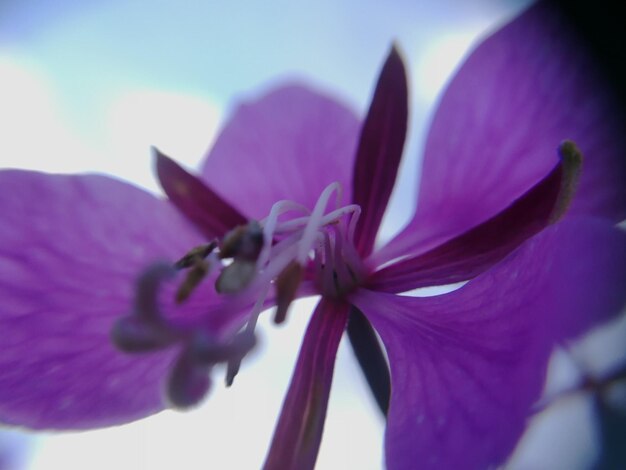 Close-up of pink flower blooming outdoors