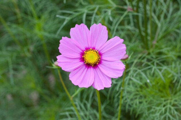 Close-up of pink flower blooming outdoors